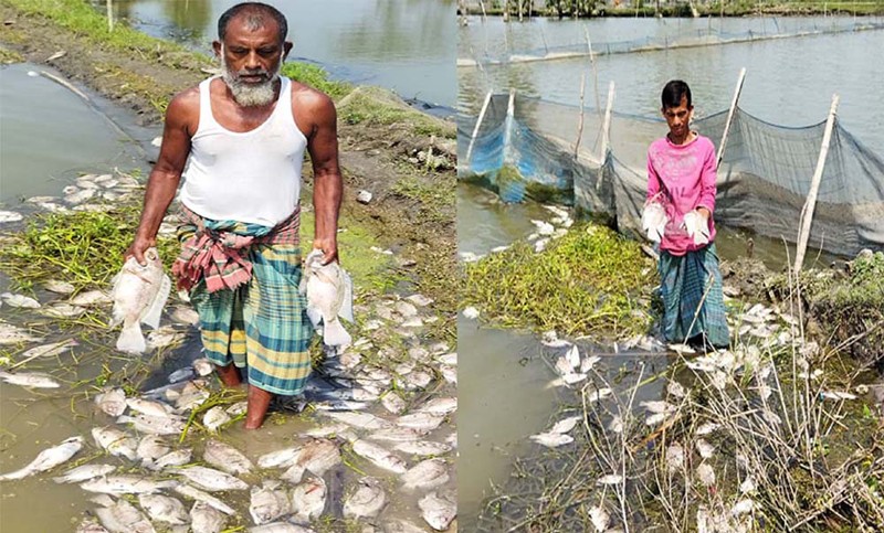 যারা বিষ দেছে আল্লাহ তুমি তাদের বিচার করো